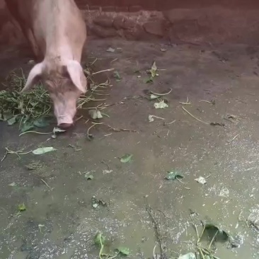 着急卖，有需要联系***********