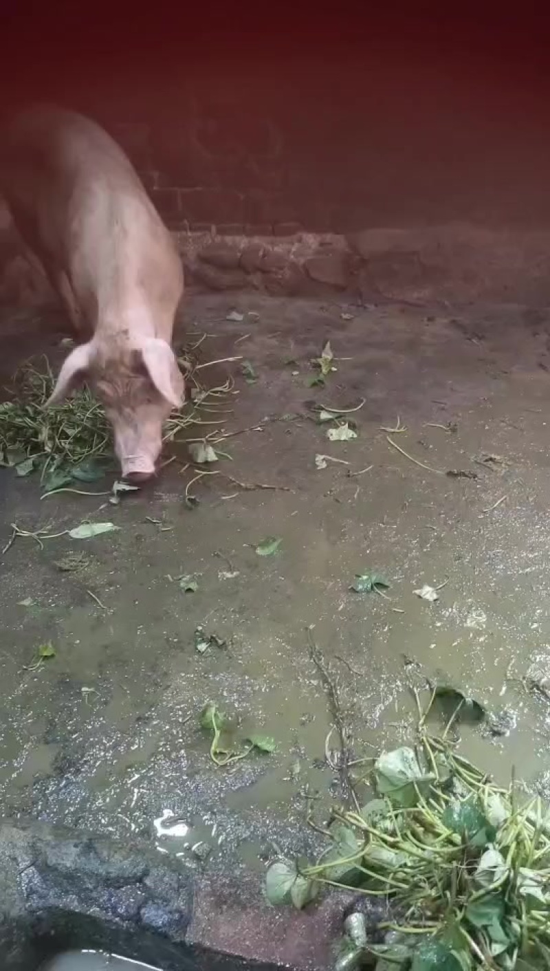 着急卖，有需要联系***********