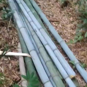 出售南竹