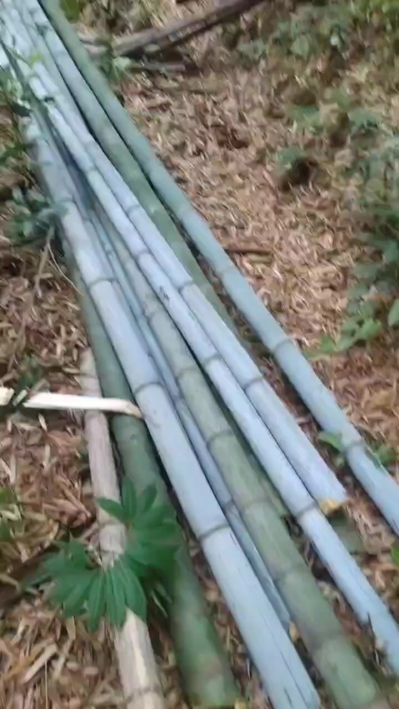 出售南竹