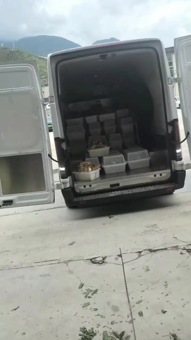 车厘子