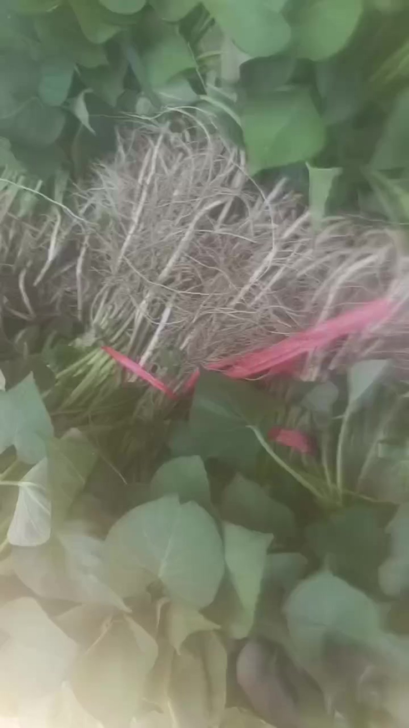 西瓜红红薯苗