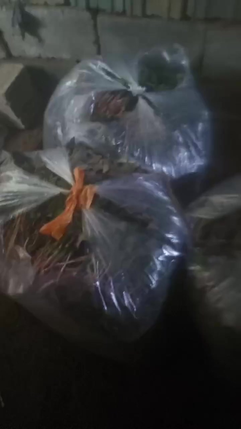 西瓜红红薯苗