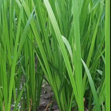 水菖蒲