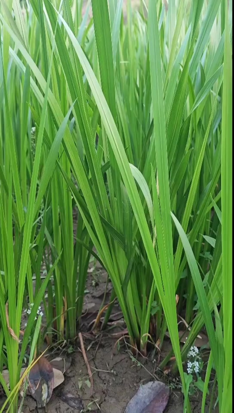 水菖蒲