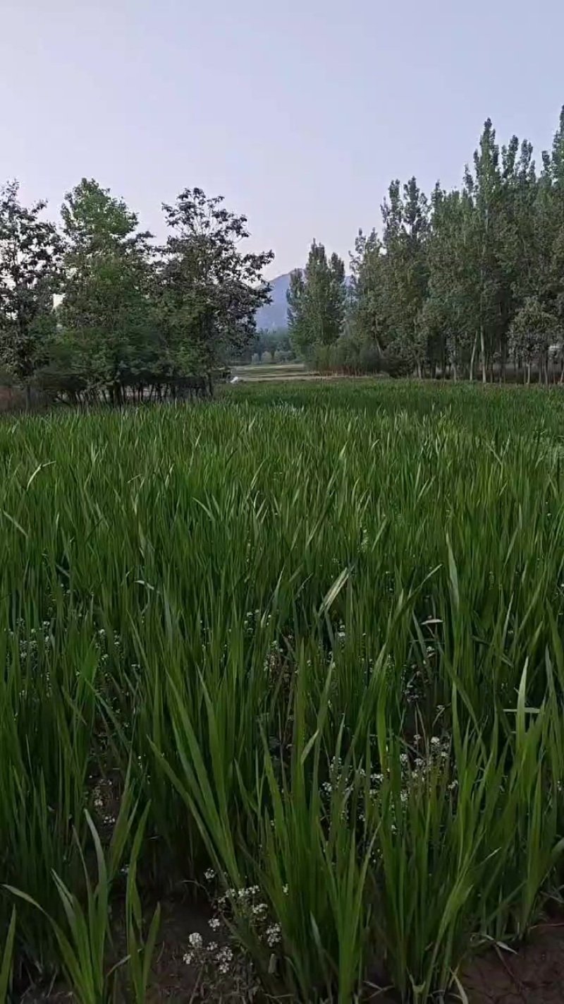 水菖蒲