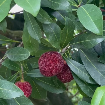 东魁杨梅