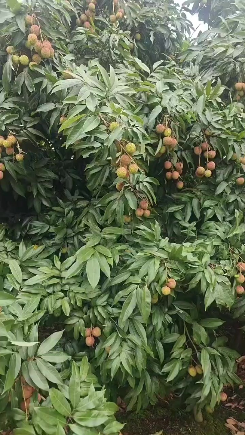 廉江市的妃子笑白糖罂大量上市了。欢迎全国各地老板到场洽谈。