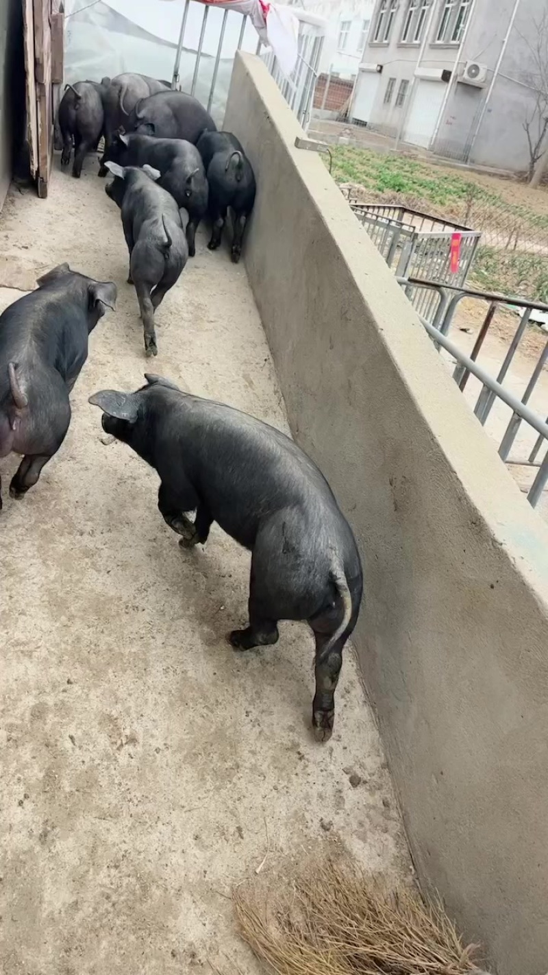 国寿黑母猪