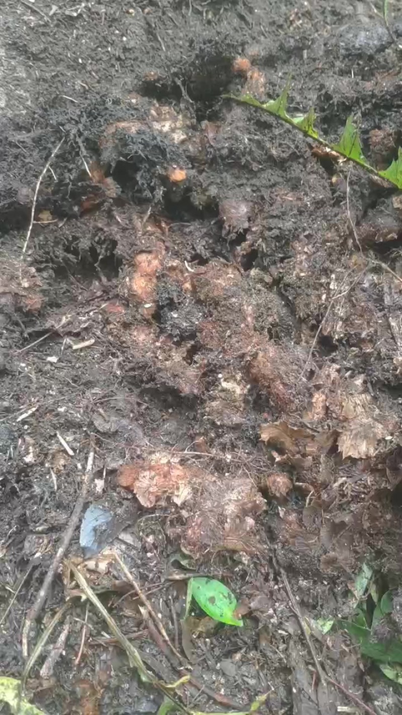 骨碎补