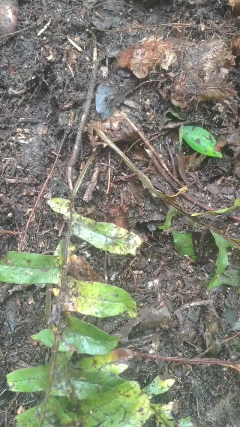 骨碎补