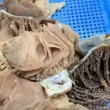精品毛肚纯干货