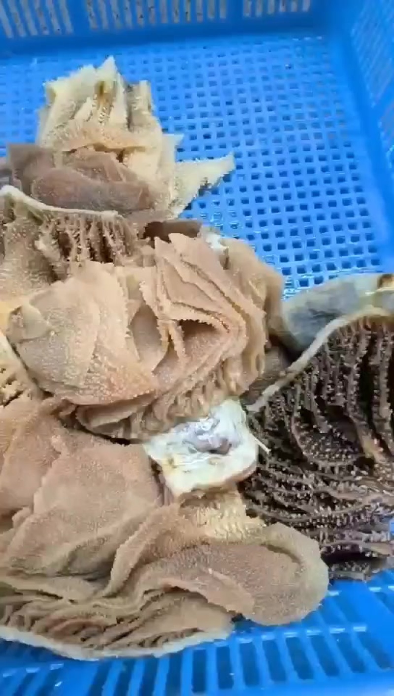 精品毛肚纯干货