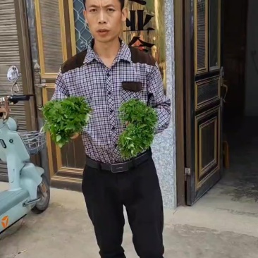 厚皮黄柏