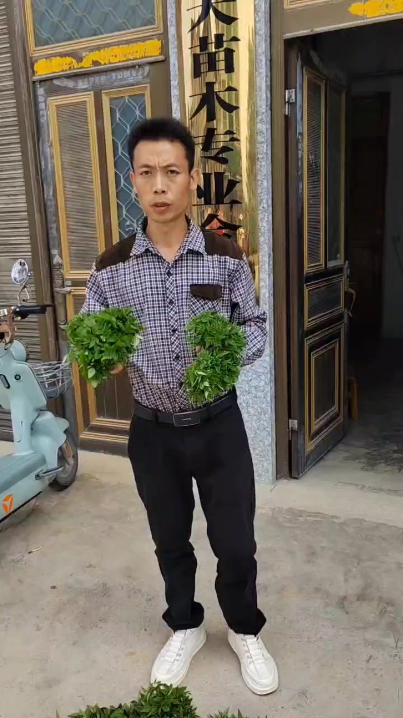 厚皮黄柏