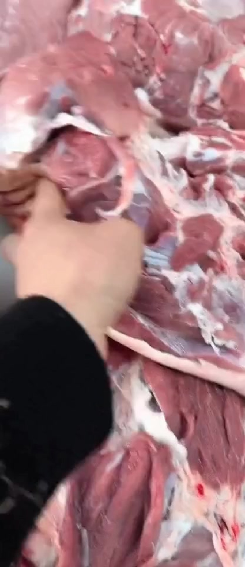 后段带皮带骨