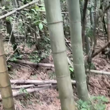 卖毛竹