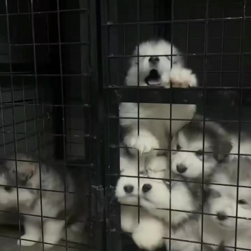纯种阿拉斯加犬