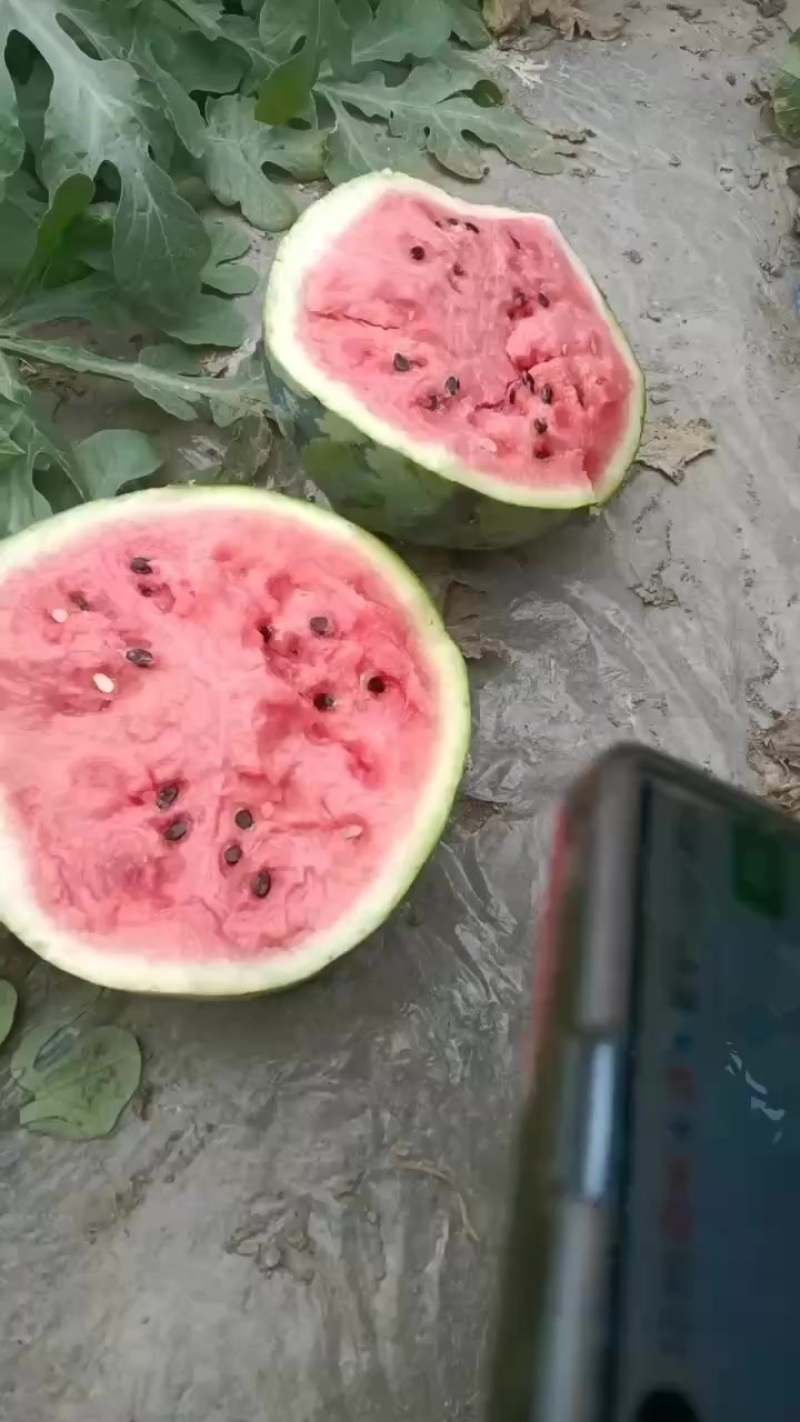 有籽美都
