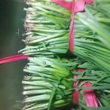 宁夏韭菜