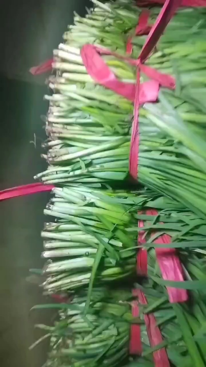 宁夏韭菜