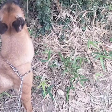 马犬母狗