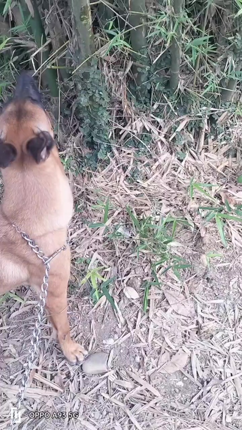马犬母狗
