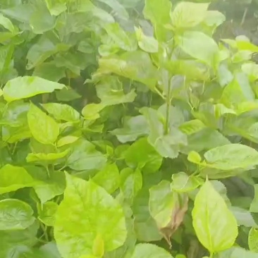 桑叶苗，大桑苗