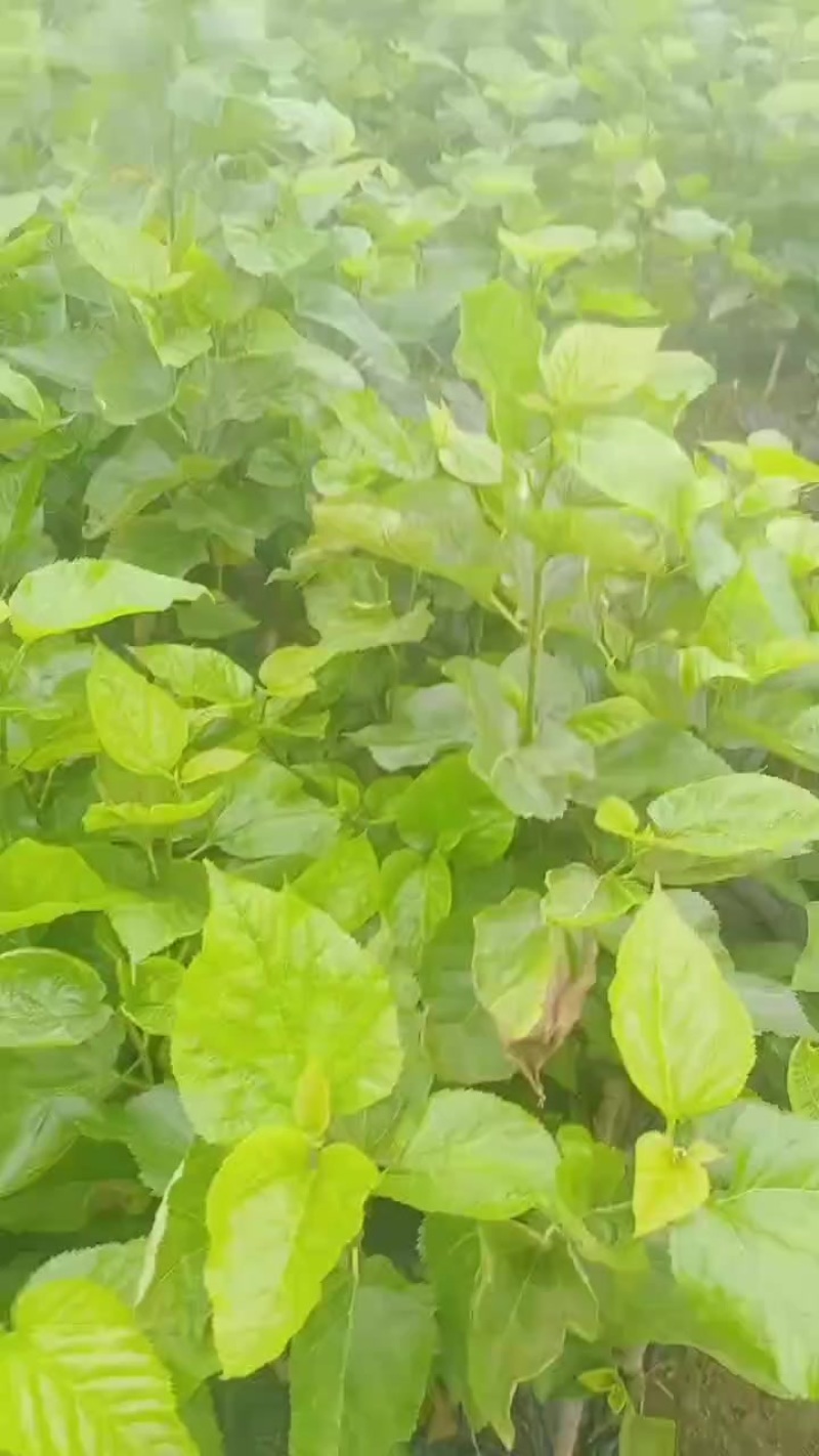 桑叶苗，大桑苗