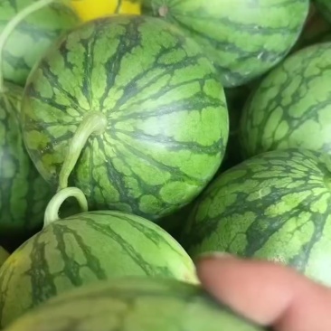 特小凤西瓜