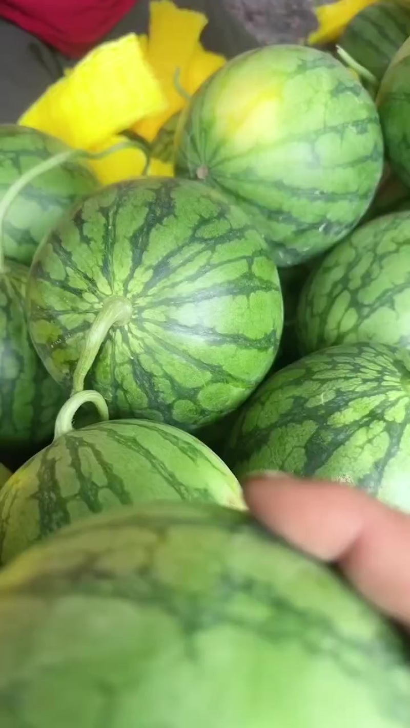 特小凤西瓜