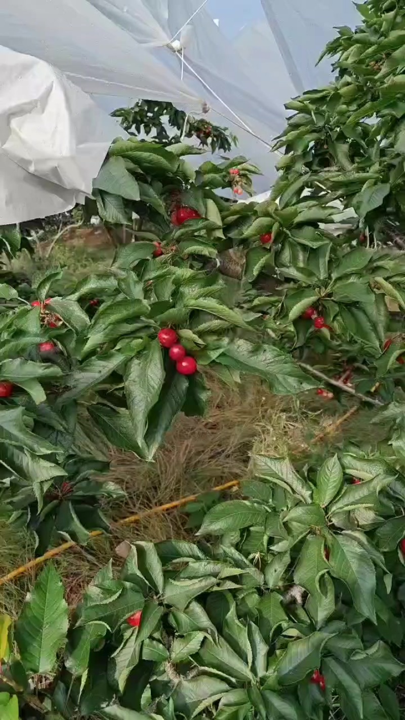 汉源车厘子