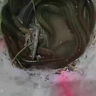 鳝鱼