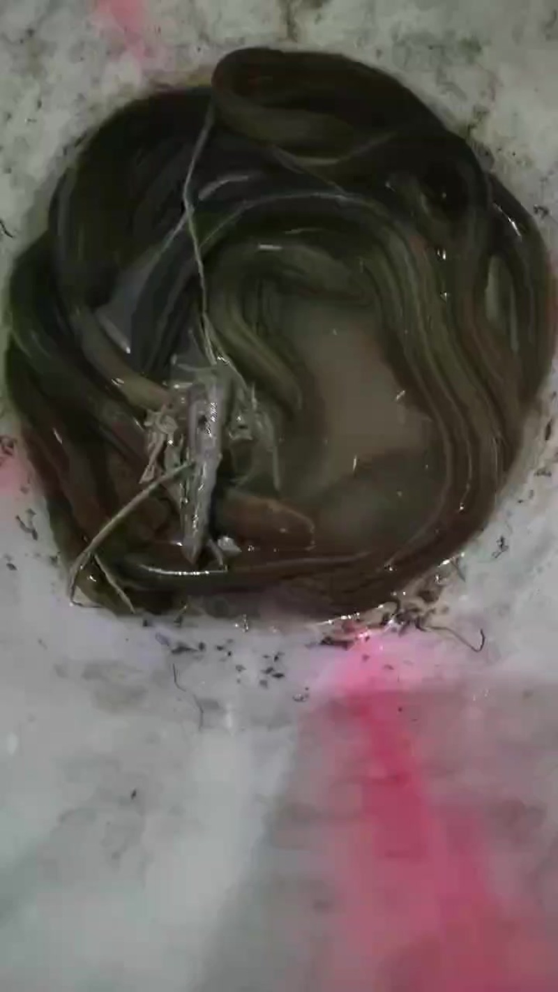 鳝鱼