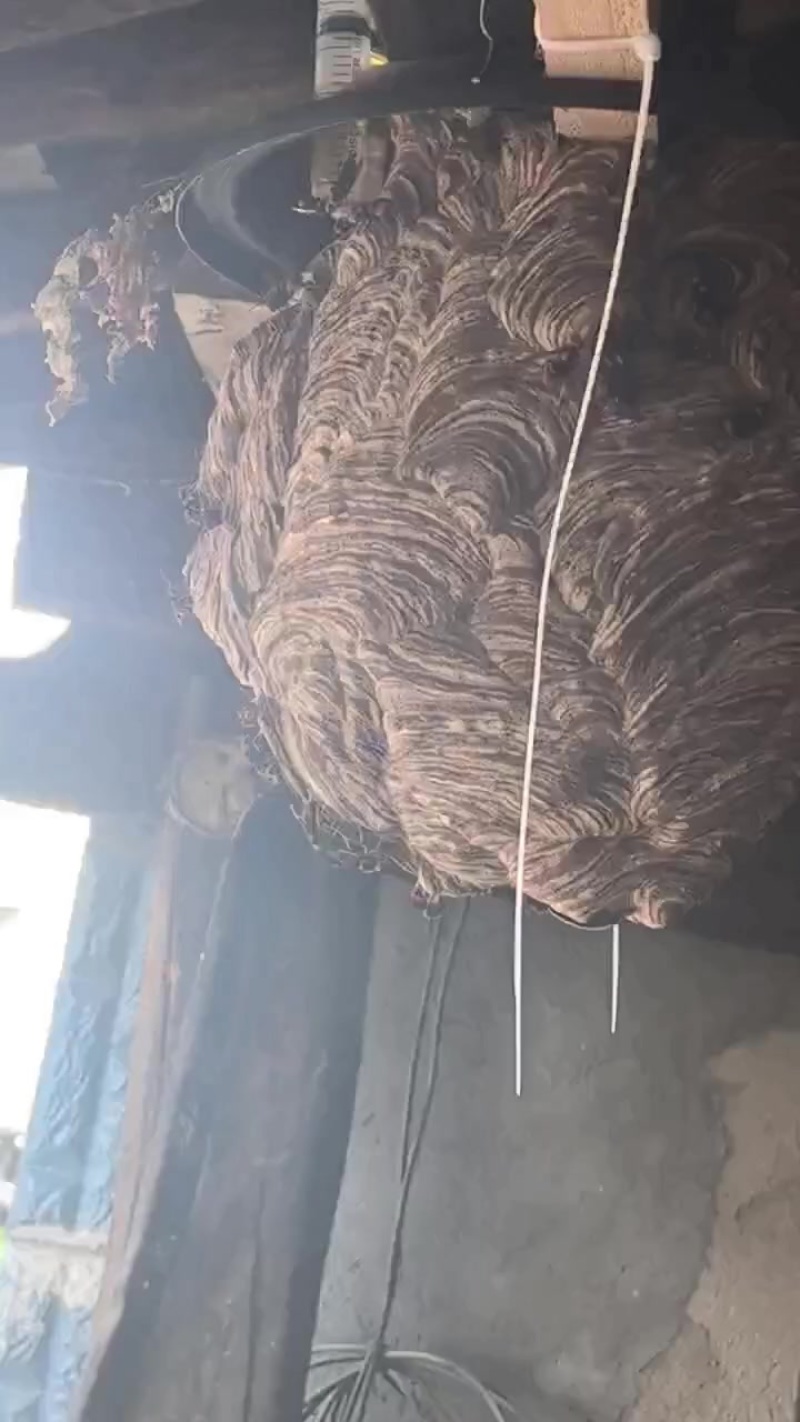 云南本土花背黄脚胡蜂。