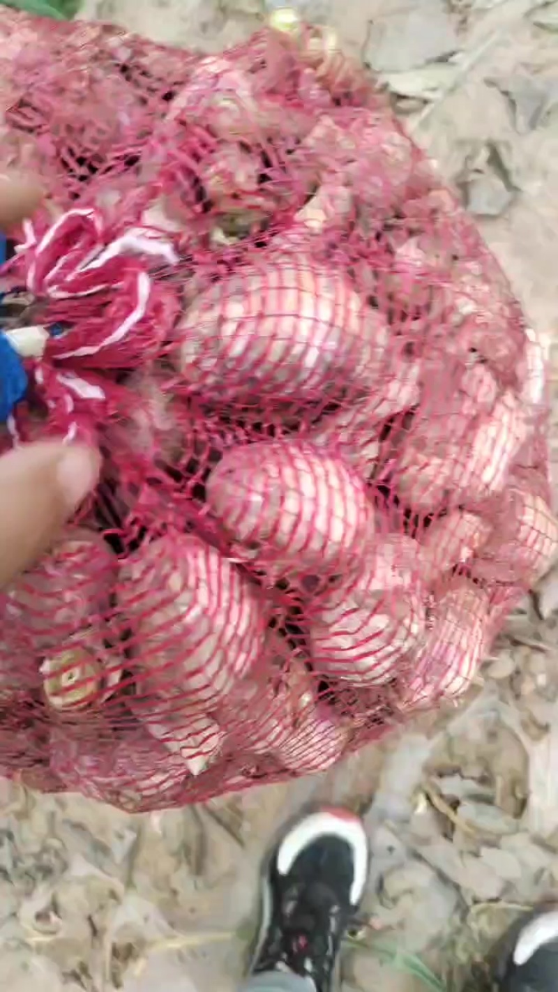 大蒜