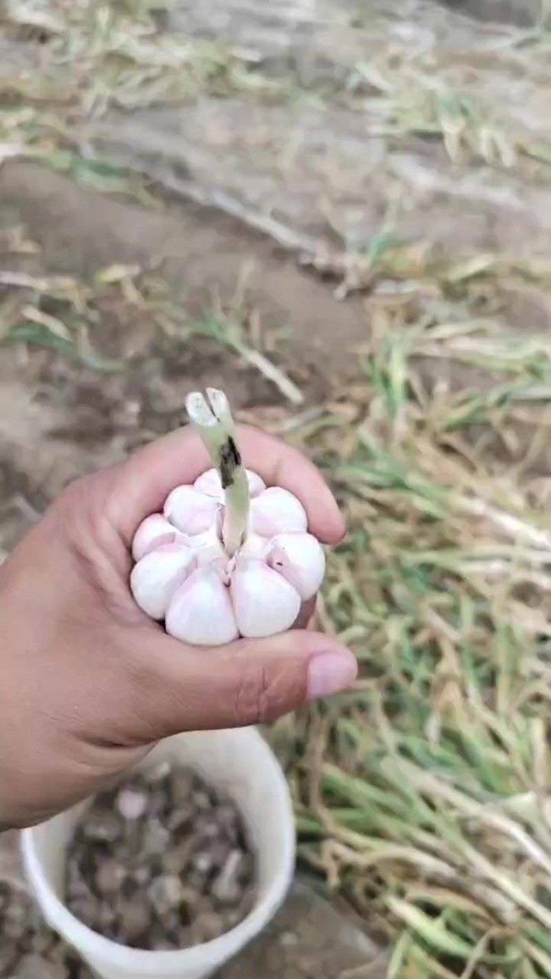 大蒜