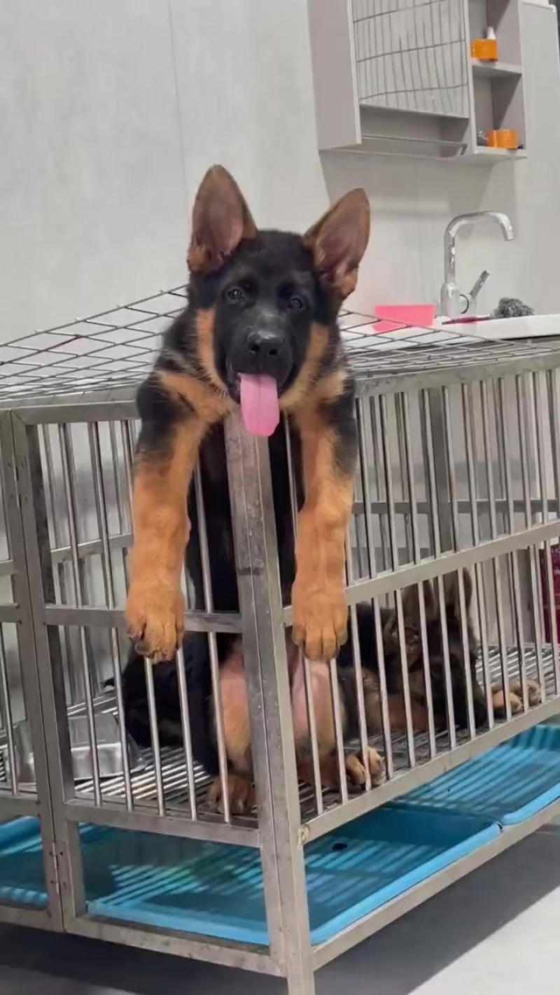 德牧