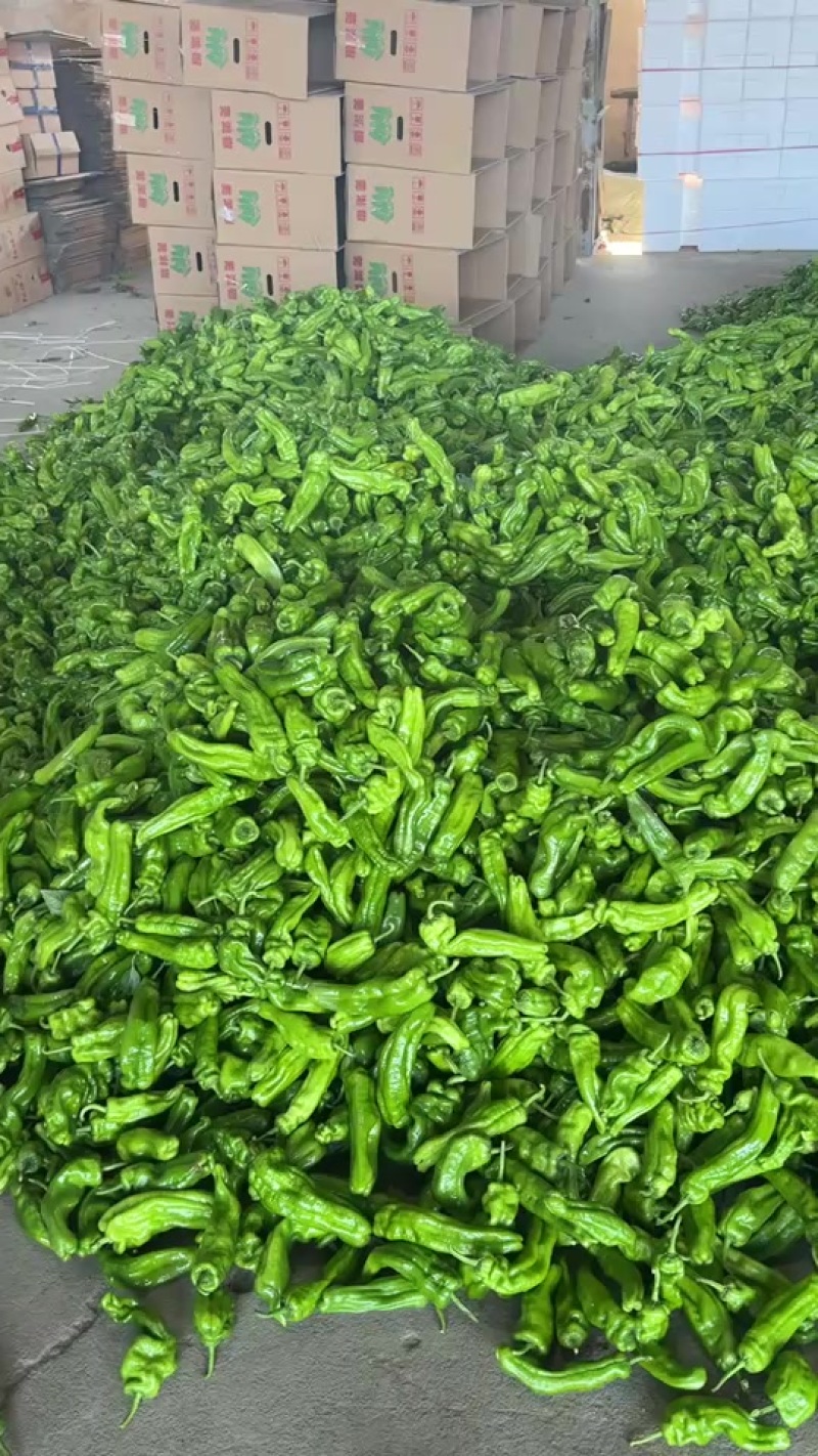 兰陵县芜湖椒价格便宜质量好