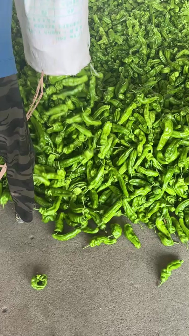 兰陵县芜湖椒价格便宜质量好