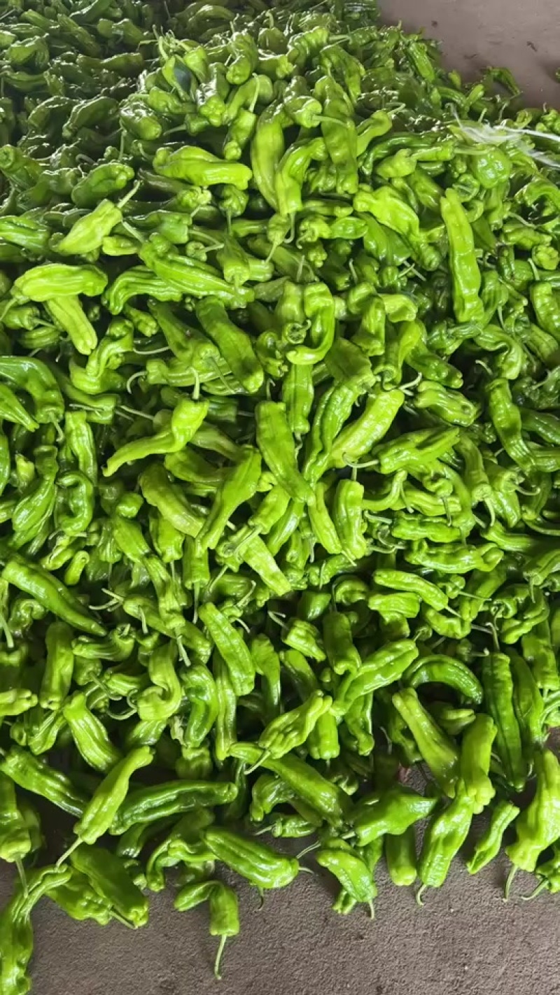 兰陵县芜湖椒价格便宜质量好