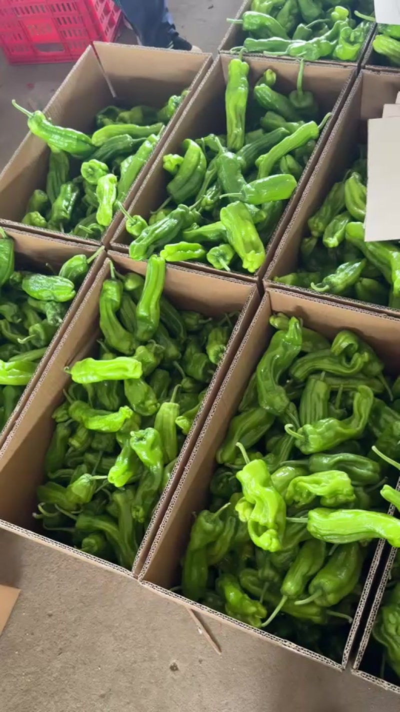 兰陵县芜湖椒价格便宜质量好