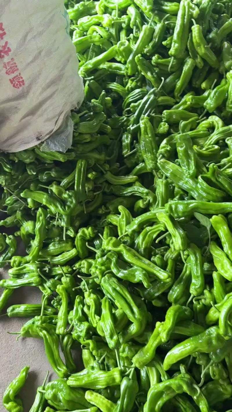 兰陵县芜湖椒价格便宜质量好