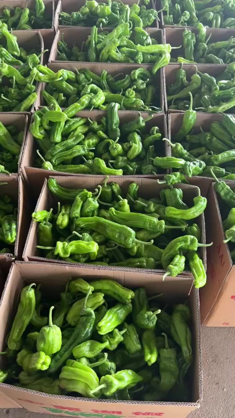 兰陵县芜湖椒价格便宜质量好
