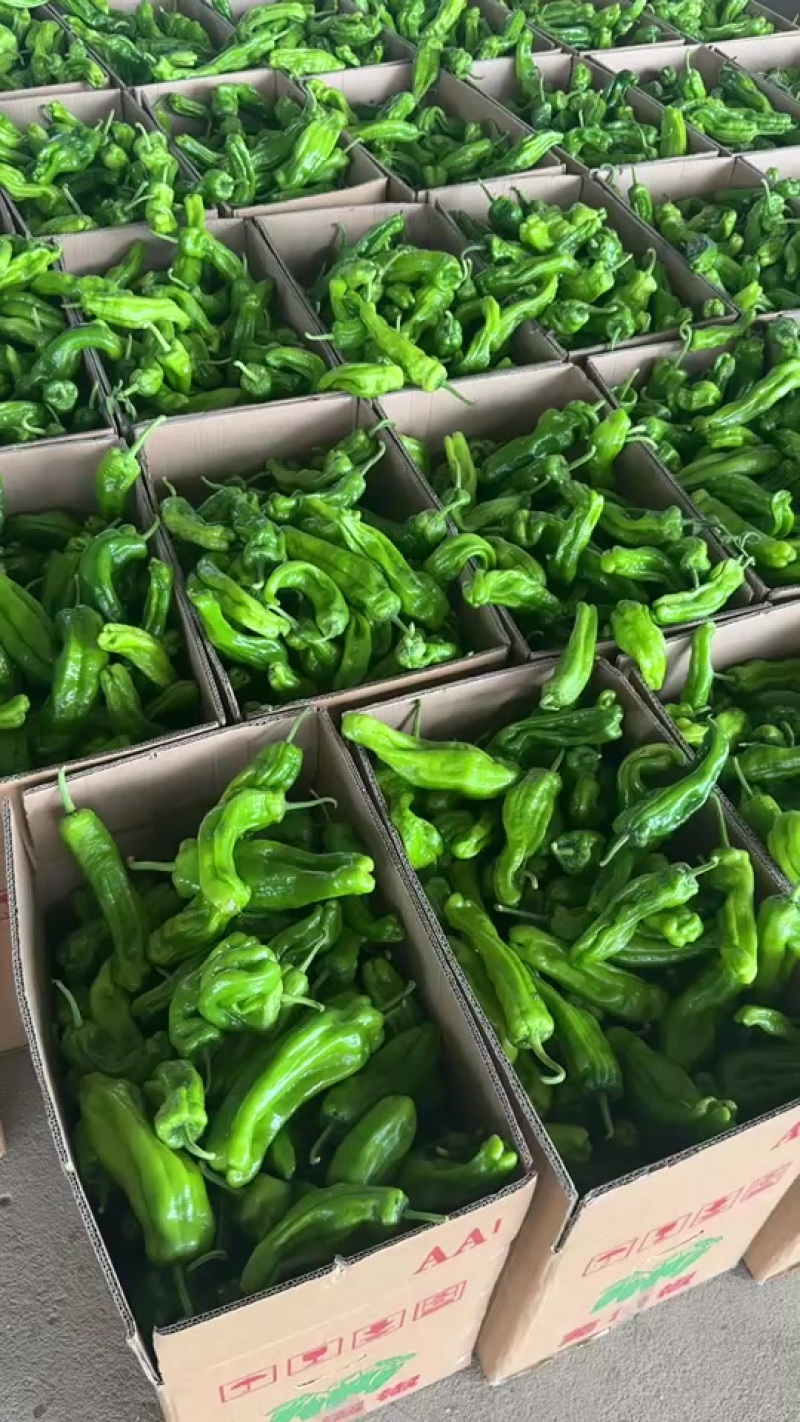 兰陵县芜湖椒价格便宜质量好