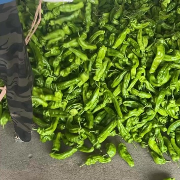 兰陵县芜湖椒价格便宜质量好