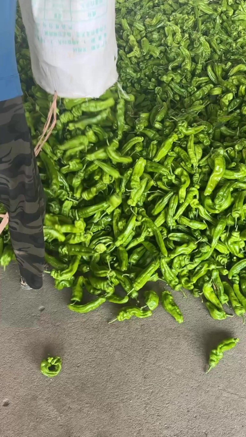 兰陵县芜湖椒价格便宜质量好