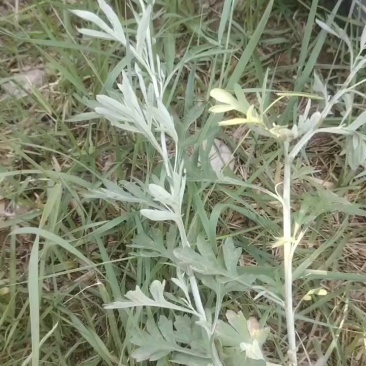 野生艾草