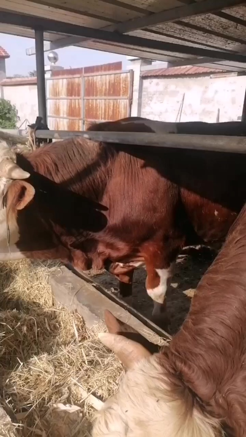 肉牛