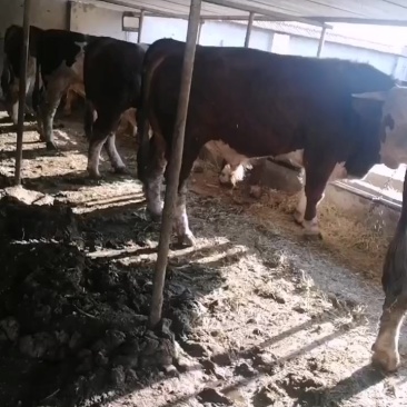 肉牛